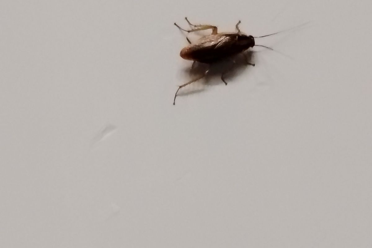 ¿Qué son esos bichos como cucarachas pequeñas en casa