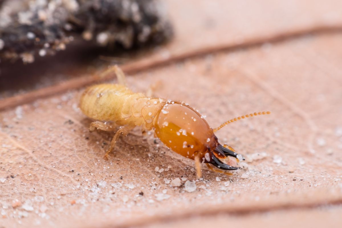 ¿Cómo eliminar las termitas para siempre de tu casa?