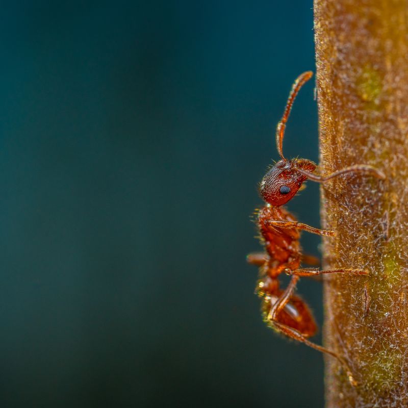 cómo eliminar las termitas - Framisan control de plagas Málaga